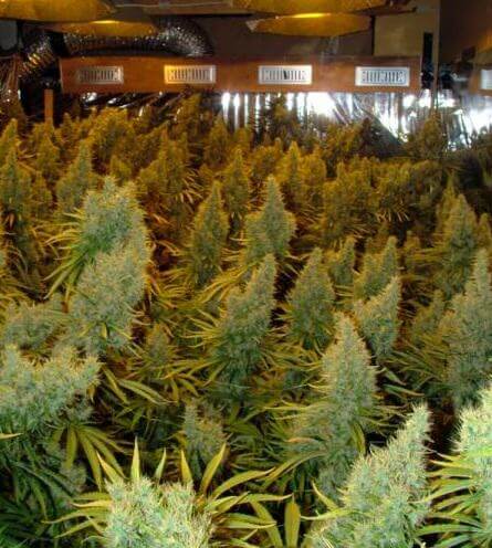 cogollos mas grandes back garden grow shop