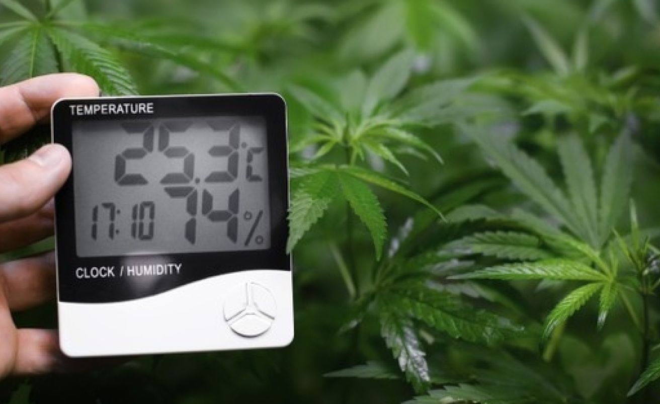 Gramos salen de una planta Back Garden Grow Shop